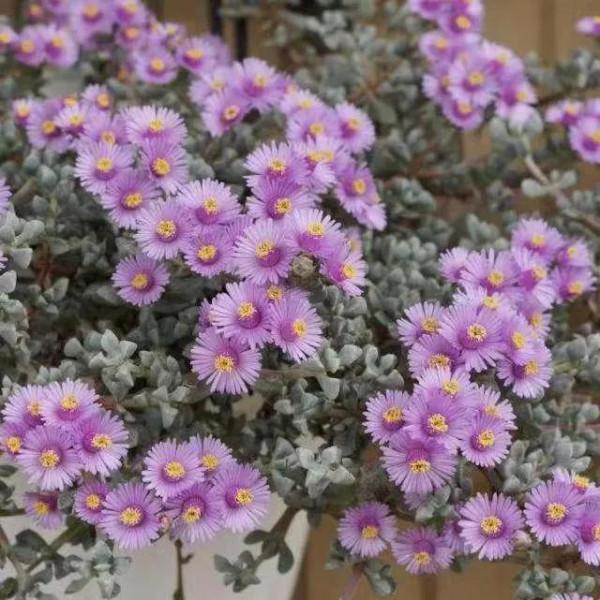 50種多肉開花欣賞，你養的開花了嗎？快來曬曬