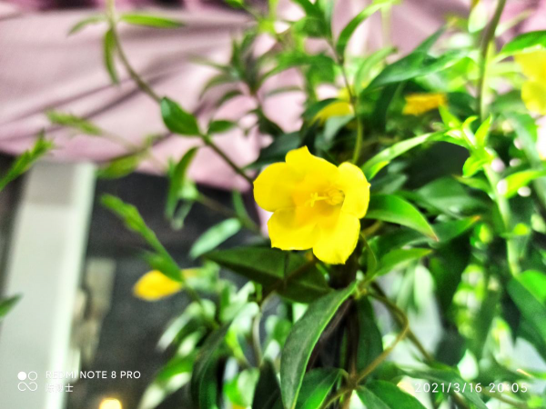 實在養不好月季，就養法國香水藤，開花多過月季，香過桂花