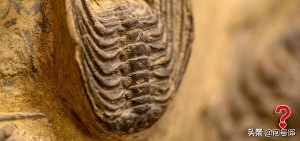 神奇的奧陶紀古生物化石:一塊化石板上聚集了3種三葉蟲和海蛇尾 神奇的奧陶紀古生物化石:一塊化石板上聚集了3種三葉蟲和海蛇尾