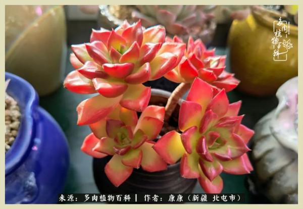 遠處都是風景，近處全是人生，眼前卻是多肉