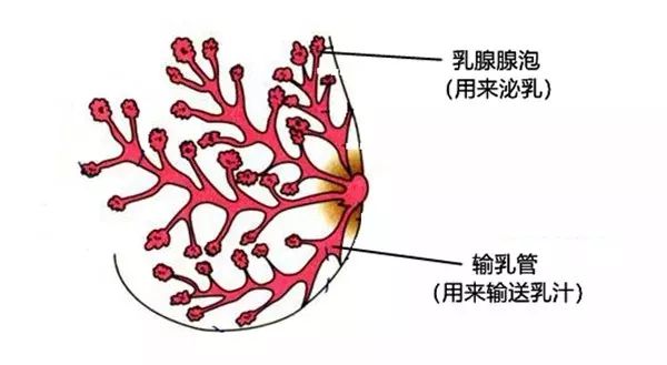 堵奶後到底能不能熱敷?亂用方法,小心越來越糟 堵奶後到底能不能熱敷?亂用方法,小心越來越糟