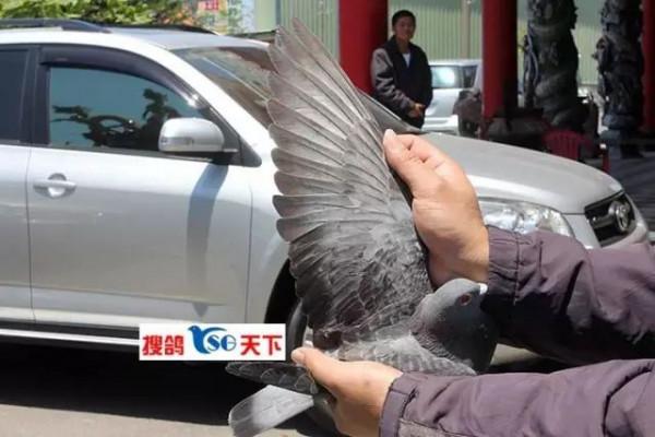 鴿不可貌相 都說我長的醜,但是能飛 鴿不可貌相 都說我長的醜,但是能飛