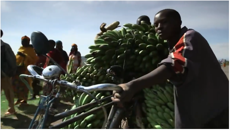 非洲腳踏車騎手：載500斤香蕉騎行100公里，時速70公里不踩剎車