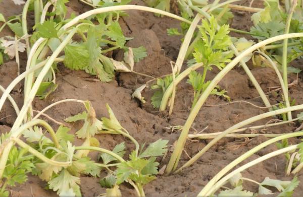 芹菜產量低,施肥有誤區?農戶別用錯,高產的配方要知道 芹菜產量低,施肥有誤區?農戶別用錯,高產的配方要知道