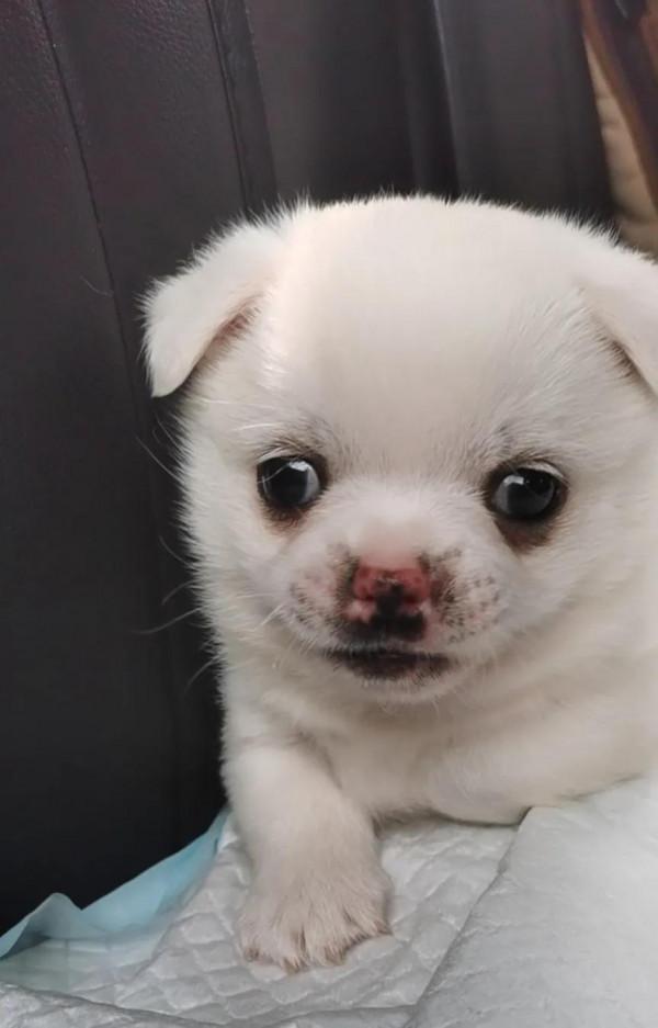 小狗飯糰兒,希望你開心 小狗飯糰兒,希望你開心