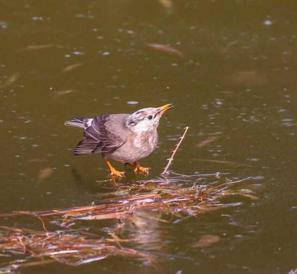 美麗漂亮的灰椋鳥
