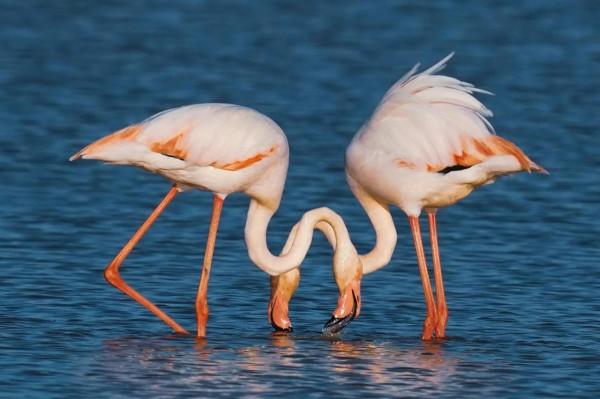 照片故事~火烈鳥 照片故事~火烈鳥