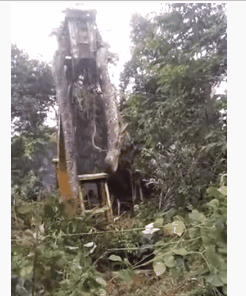 20張比你想象中要大的動物，比人還大的螃蟹