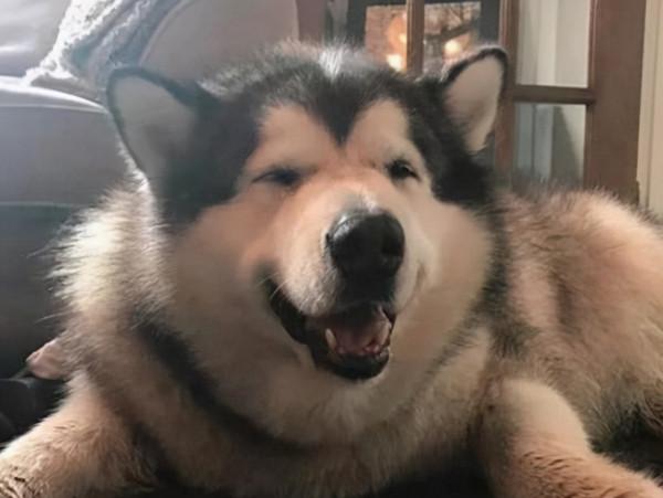 阿拉斯加犬掉毛嚴重，怎麼辦？