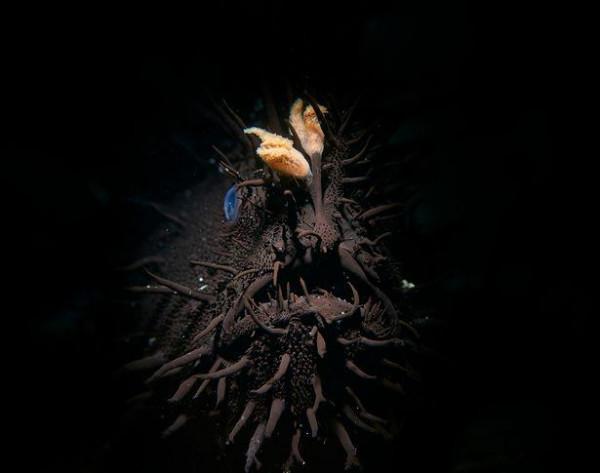 瑞士研究團隊進行全球深海研究，發現還有很多未知的深海生物