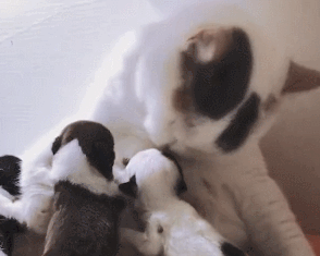 一窩狗崽失去了媽媽,女子嘗試讓貓照顧,再去看時:太有愛的畫面 一窩狗崽失去了媽媽,女子嘗試讓貓照顧,再去看時:太有愛的畫面