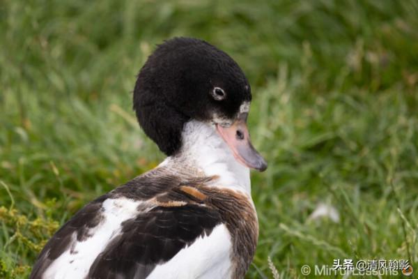 佳能微單800和600長焦鏡頭怎麼樣?不算權威的評測瞭解下 佳能微單800和600長焦鏡頭怎麼樣?不算權威的評測瞭解下