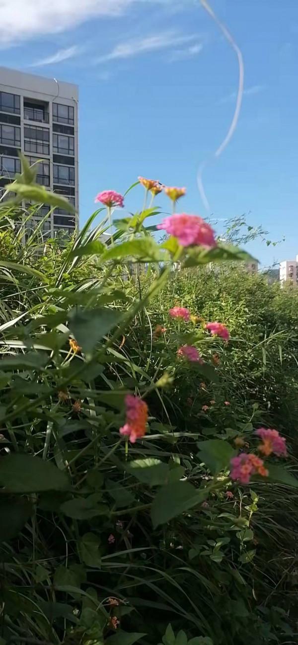 雲彩下的山城系列（四）