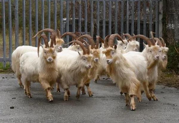 是基因變異，還是雜交產物？為什麼印度屢屢出現&OpenCurlyDoubleQuote;人臉山羊&rdquo;？