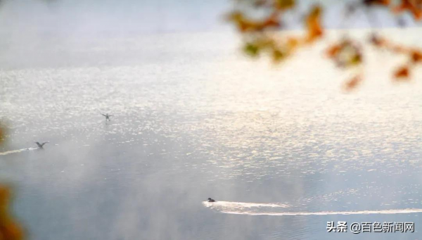 美到不捨得眨眼！來德保，邂逅黑天鵝