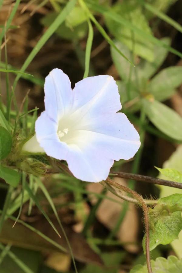 粉藍牽牛子，別名喇叭花、牽牛花