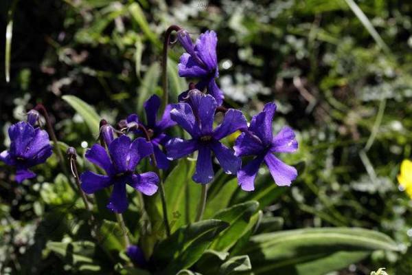 《中國大百科全書（第2版）》讀書筆記02642-報春花科