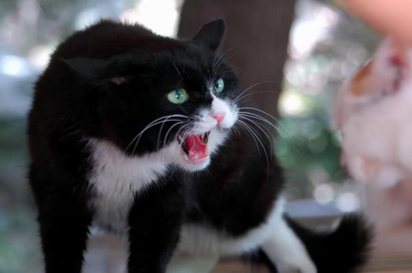 民間故事:唐朝武將遇人精 民間故事:唐朝武將遇人精