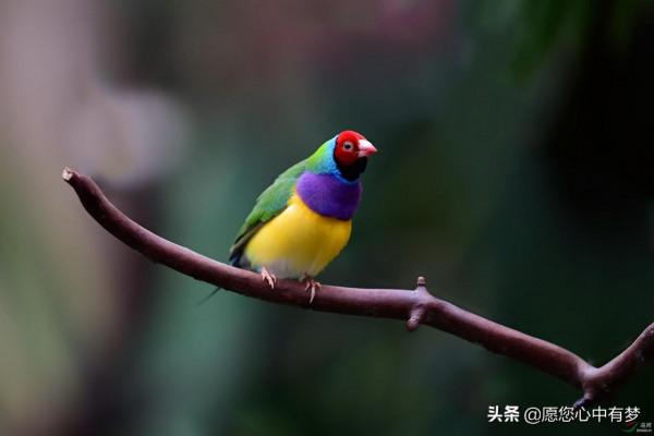 七彩文鳥的常見病有滴蟲症、氣管炎以及膽囊腫脹