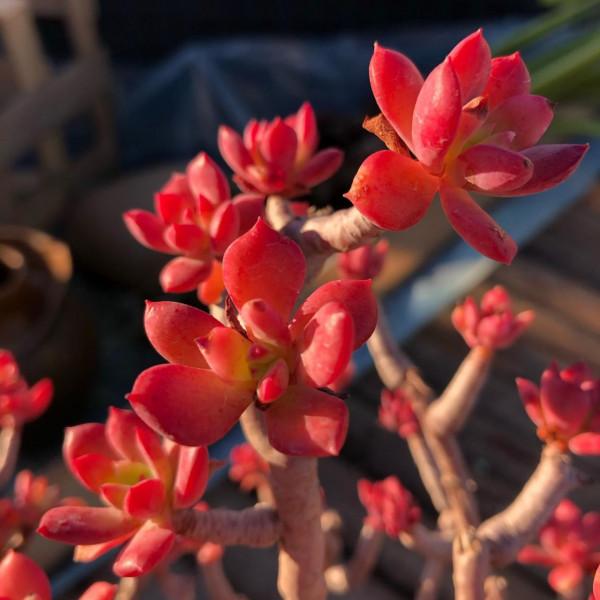 「奇聞異錄」美物使人愉悅：來自多肉的“自拍”