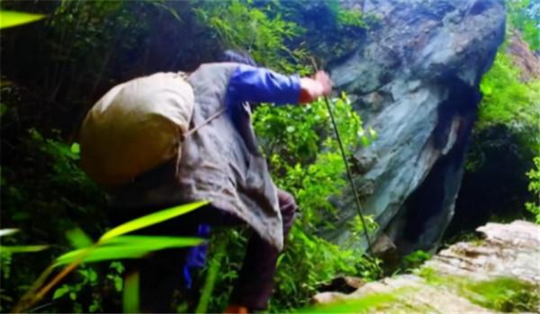 最後的採燕窩人：貴的一斤2萬6，兒子寧願打工也不學