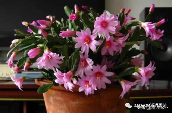 十月啦還不知道入手種什麼花嗎？快來看看小編推薦