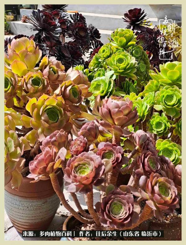 北方有多肉,絕世而獨立!一顧傾人城,再顧傾人國 北方有多肉,絕世而獨立!一顧傾人城,再顧傾人國