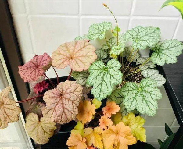 她家從不養綠蘿，就養4種“顏值花”，葉子比花還好看