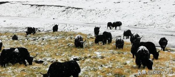 神秘的布達拉宮,一次奇特的遊記 神秘的布達拉宮,一次奇特的遊記
