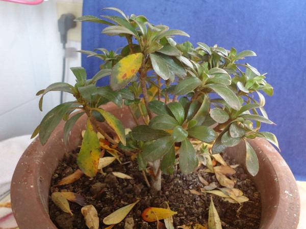 5種&OpenCurlyDoubleQuote;貴氣花&rdquo;，正月大降價，花市逛一圈，撿漏一大堆