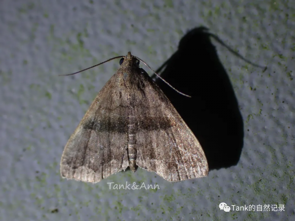 Tank的自然記錄•鱗翅目的蛾子們