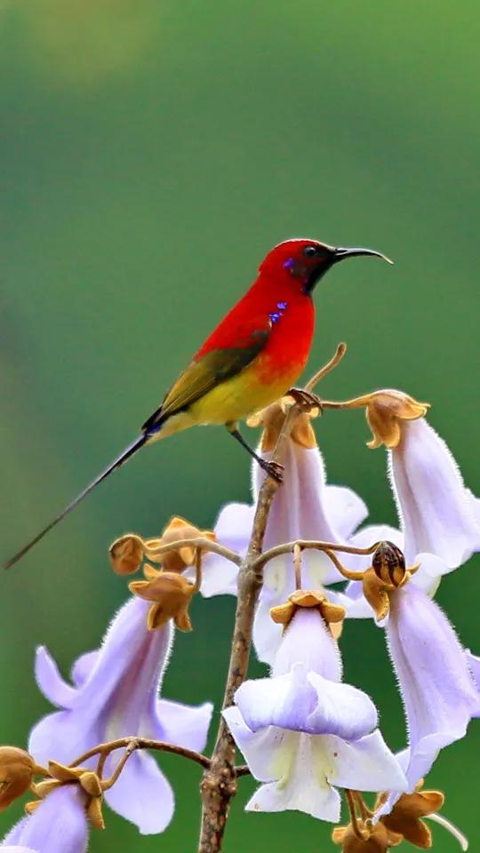 分享圖片,色彩斑斕,美麗無比的太陽鳥 分享圖片,色彩斑斕,美麗無比的太陽鳥