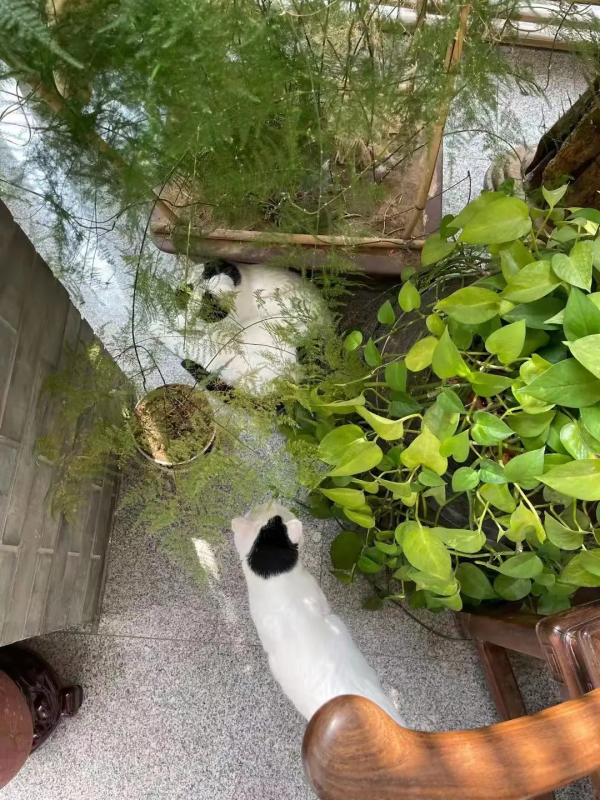 古有“竹林七賢”今有“觀復七閒” 古有“竹林七賢”今有“觀復七閒”