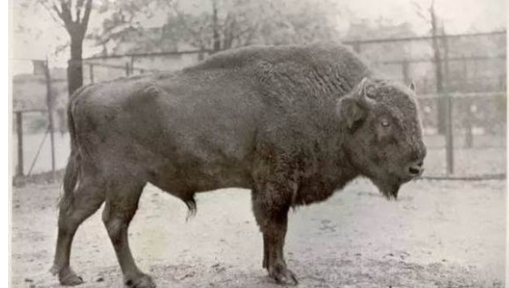 已經滅絕動物的最後影像與時間整理記錄片 已經滅絕動物的最後影像與時間整理記錄片