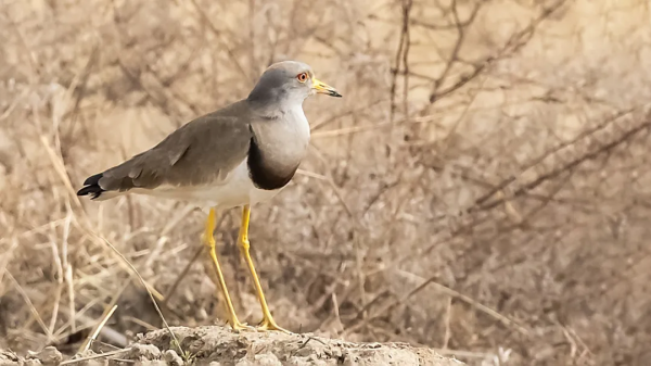 「山西鳥類圖鑑」| 灰頭麥雞
