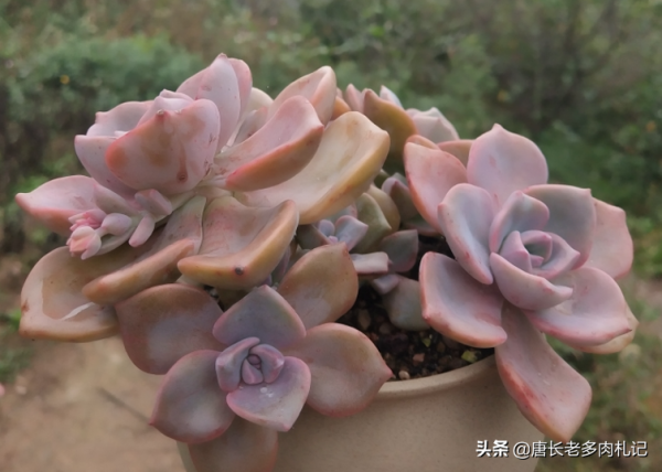 給多肉噴藥？請注意7點，要不你可能把多肉噴掛了，自己還出問題