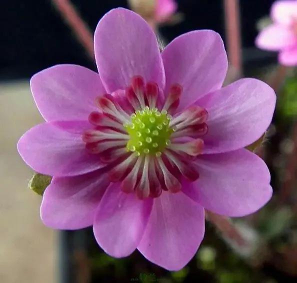 雪割草，漂亮而名貴的花