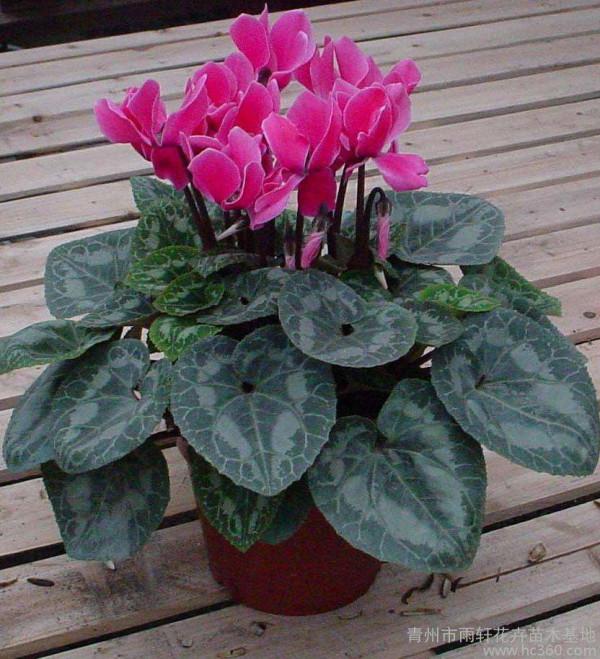 適合冬天養的花，養一盆放家裡，不愁沒花賞