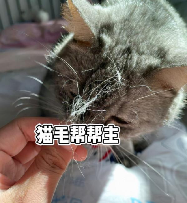 養貓人家裡的真實狀況