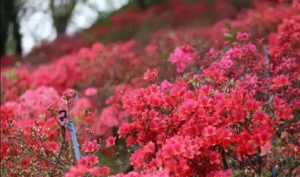 英山天馬寨杜鵑花海