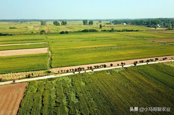 小麥選底肥，二銨產量高不高，那要看怎麼用