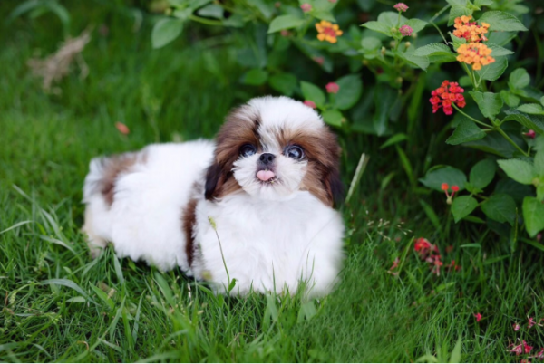 這5種國產的狗狗，深受大家喜愛，你養了哪隻