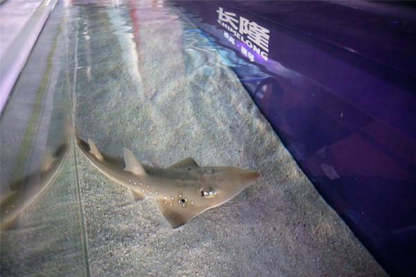 世界首例！極危物種及達尖犁頭鰩在珠海成功繁育