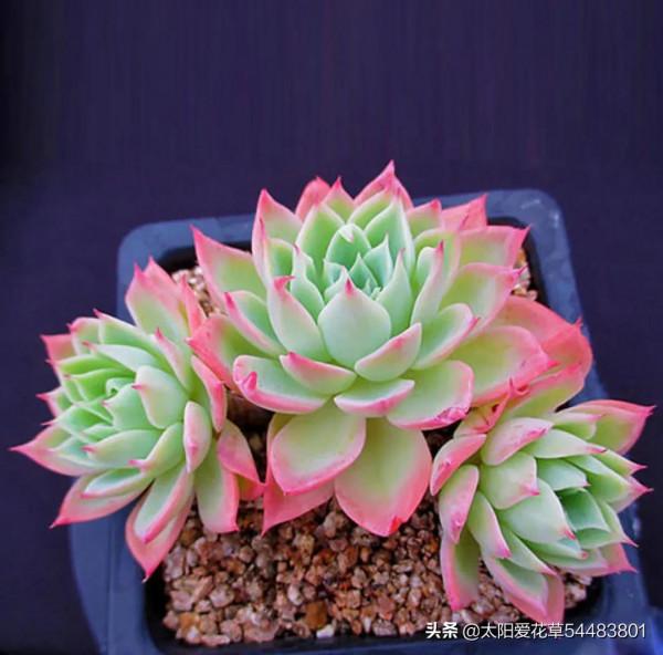 冬至,可以入手的6種多肉,好看好養,出狀態美如天仙 冬至,可以入手的6種多肉,好看好養,出狀態美如天仙