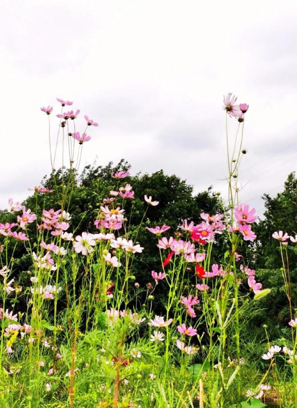 櫧溪河邊偶遇“格桑花” 櫧溪河邊偶遇“格桑花”