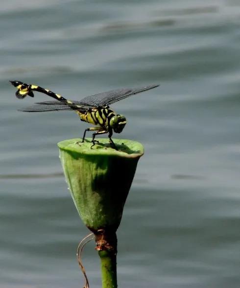 與直升機最為相似的一種蜻蜓 大團扇春蜓