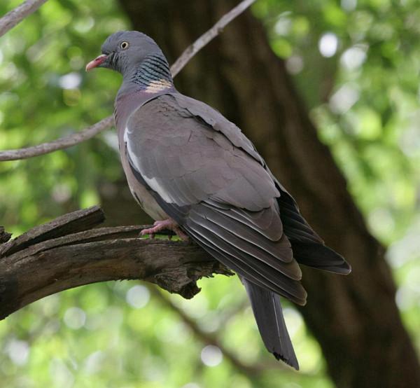 珍稀的新疆野鴿，斑尾林鴿，不能捕殺