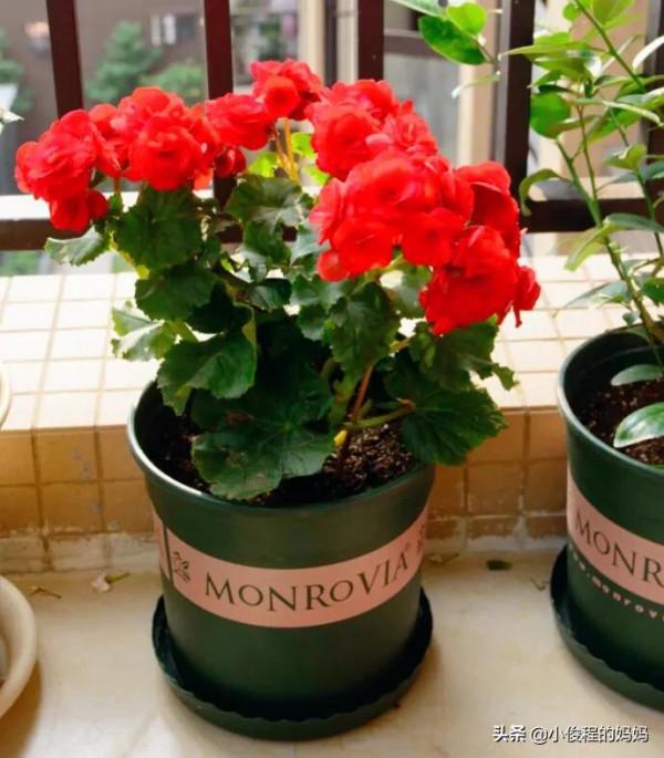 分享——麗格海棠花