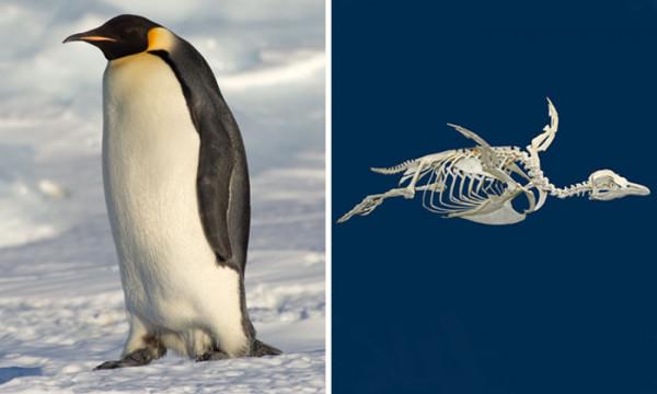 關於動物的20個冷知識,有多少是您不知道的呢?一起來看看吧 關於動物的20個冷知識,有多少是您不知道的呢?一起來看看吧