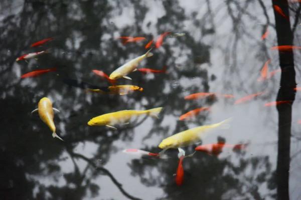 北大,永遠的熱愛! 北大,永遠的熱愛!